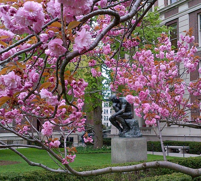 Rodin's sculpture "The Thinker" sits in front of Philosophy Hall on Columiba University's Morningside campus, surrounded by cherry blossoms