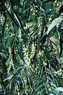 Photograph of Russian olive