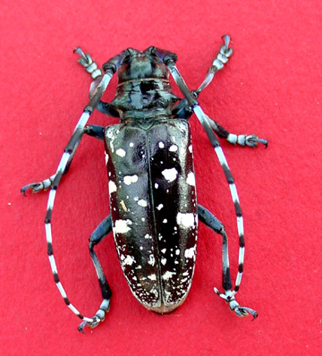 Asian Long Horned Beetle Scientific Name 117