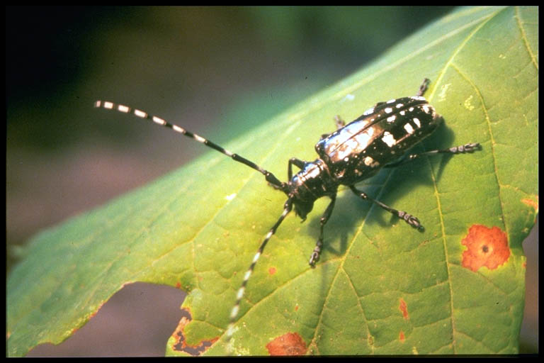 asian longhorned beetle life cycle