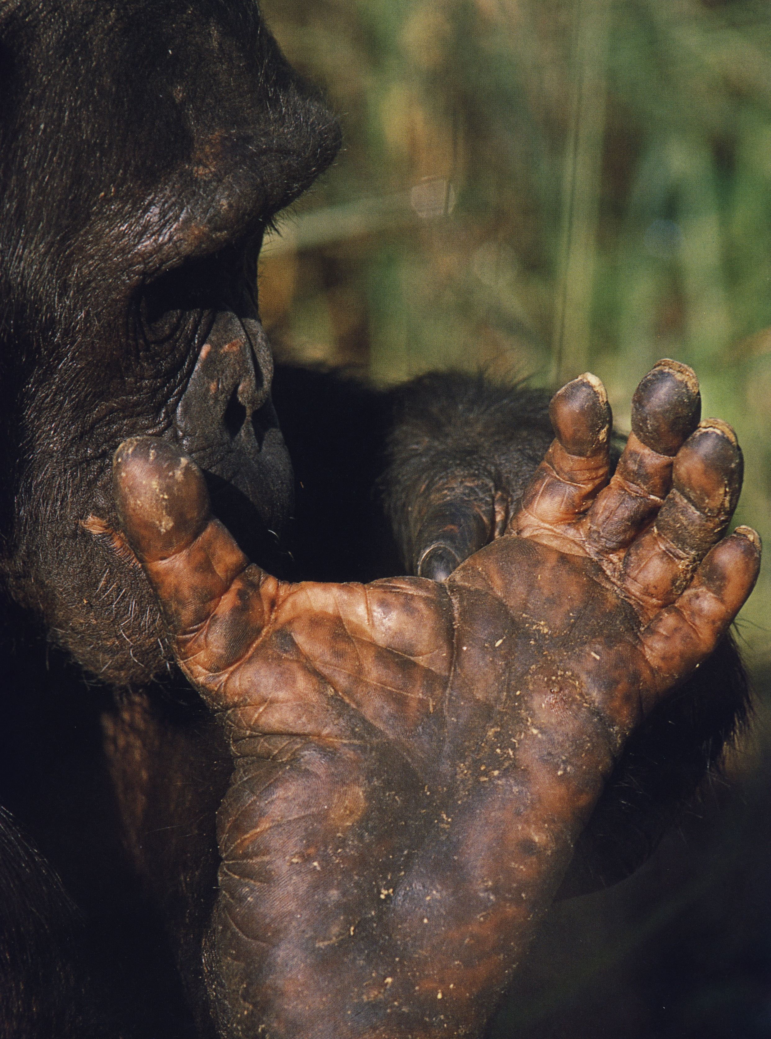 chimpanzee hand morphology