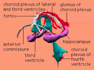 choroid plexus diagram