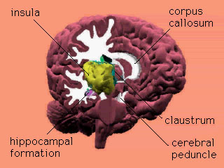 Chapter 2_claustrum.mov