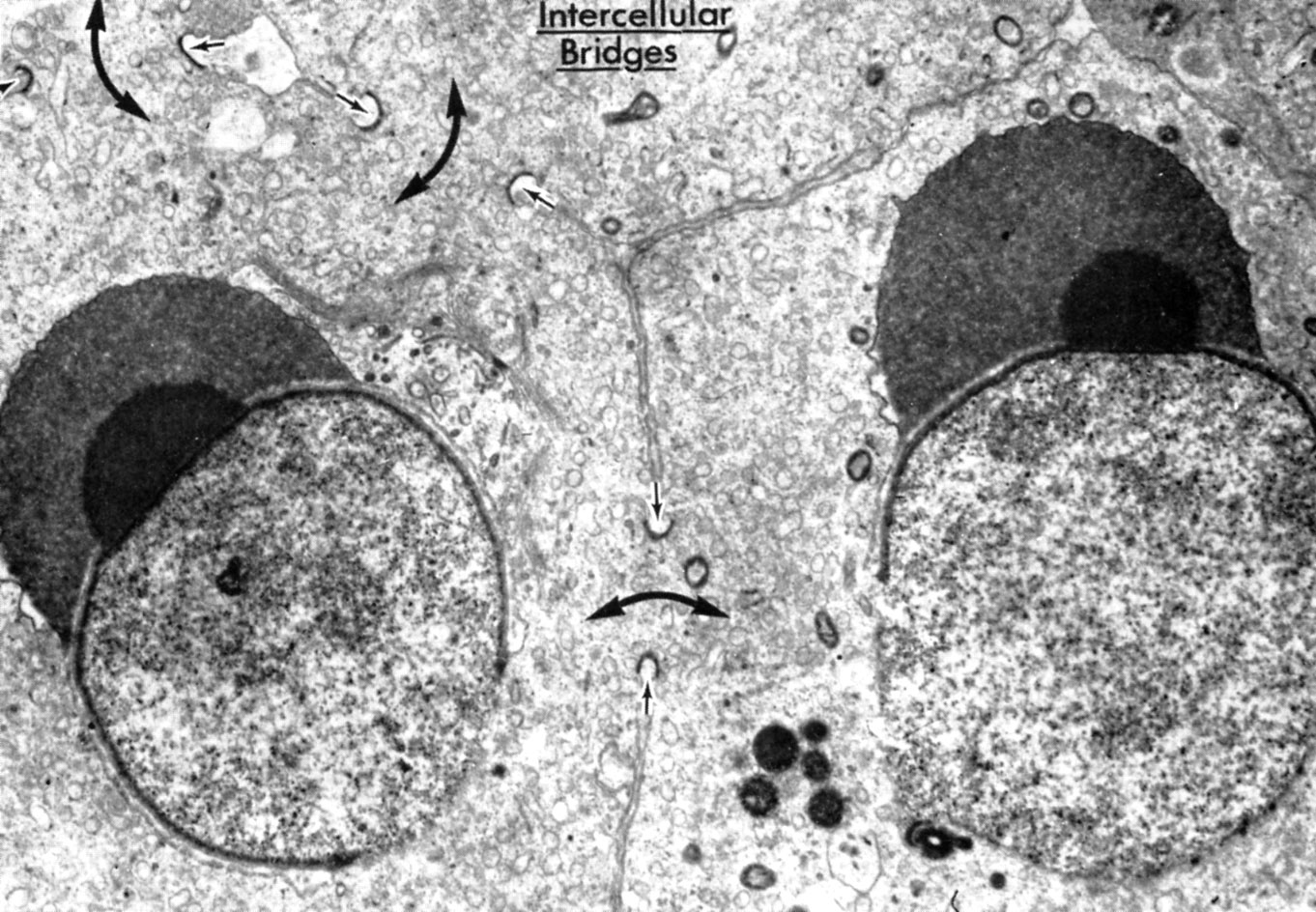 Histology Laboratory Manual