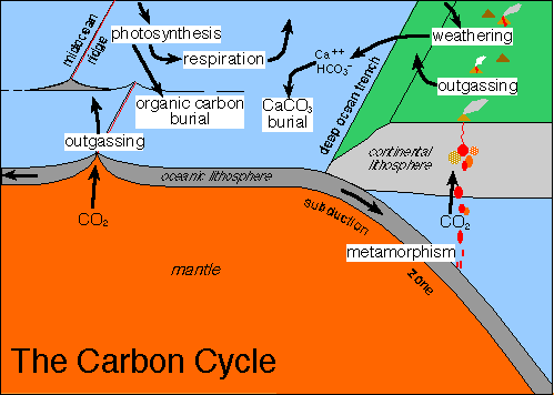 Carbon Cycle and the Earth's Climate