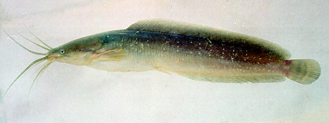 Walking Catfish Invasion Biology Introduced Species Summary Project Walking Catfish Invasion Biology Introduced Species Summary Project