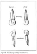 PowerPoint Presentation - Anatomy of Primary Teeth