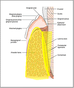 PEDIATRIC PERIODONTAL CONDITIONS