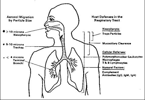 Pathogenesis of Anthrax